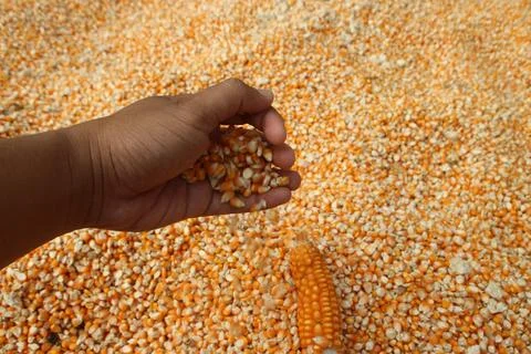 Close up of yellow corn kernels held in dark hands of asian people can be u.. Stock Photos