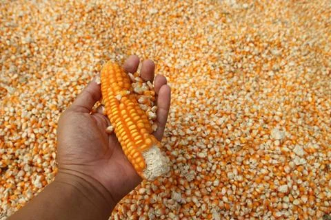 Close up of yellow corn kernels held in dark hands of asian people can be u.. Stock Photos