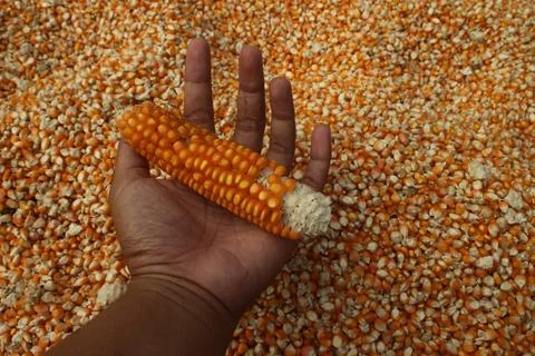 Close up of yellow corn kernels held in dark hands of asian people can be u.. Foto stock