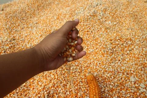 Close up of yellow corn kernels held in dark hands of asian people can be u.. Stock Photos
