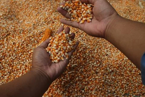 Close up of yellow corn kernels held in dark hands of asian people can be u.. Stock Photos