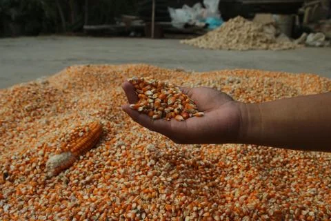 Close up of yellow corn kernels held in dark hands of asian people can be u.. Stock Photos