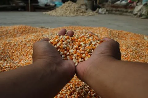 Close up of yellow corn kernels held in dark hands of asian people can be u.. Stock Photos