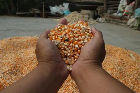 Close up of yellow corn kernels held in dark hands of asian people can be u.. Stock Photos
