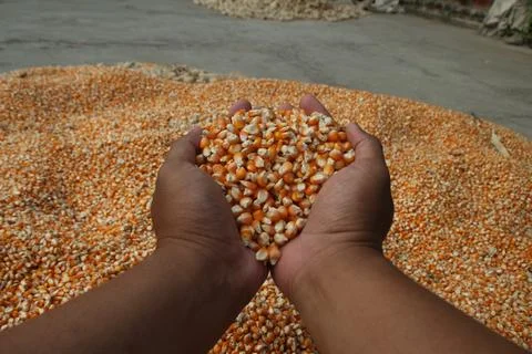 Close up of yellow corn kernels held in dark hands of asian people can be u.. Stock Photos