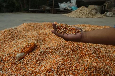 Close up of yellow corn kernels held in dark hands of asian people can be u.. Stock Photos
