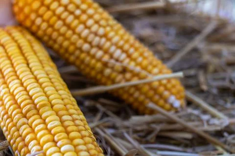 Close-up of yellow corn kernels on ripe maize cob with straw background and.. Fotos de archivo