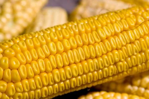 Close up of yellow corn Foto stock