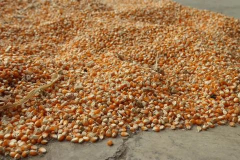 Close up of yellow corn seeds can be use as background Stock Photos