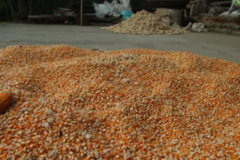 Close up of yellow corn seeds can be use as background Stock Photos