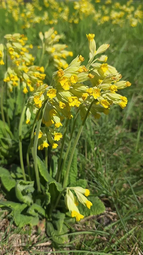 Close-up of yellow Cowslip (Primula veris) flowers blooming in a green spri.. Vídeos de archivo 334448172