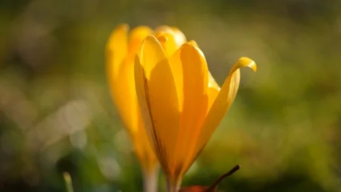 Close-up yellow crocus blossom in spring Stock Footage
