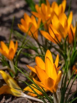 Close-up of yellow crocuses in the garden. Stock Photos