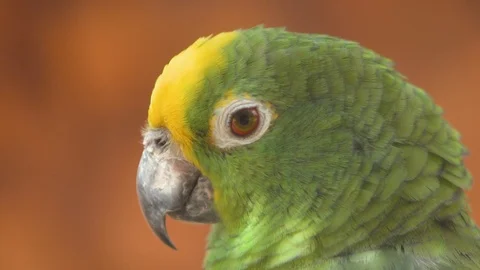 Close up of Yellow crowned amazon parrot. 4k clip. Stock Footage 105880786