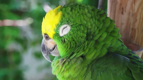 Close up of a Yellow Crowned Amazon parrot with a green head with a yellow Stock Footage 243193946