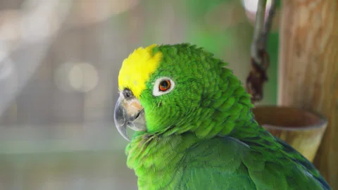 Close up of a Yellow Crowned Amazon parrot with a green head with a yellow Stock Footage 243195131