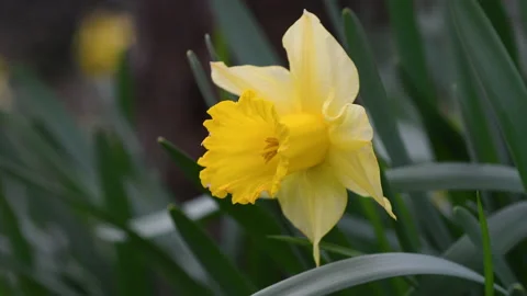 Close up of a yellow daffodil in a garden Stock Footage 236985808