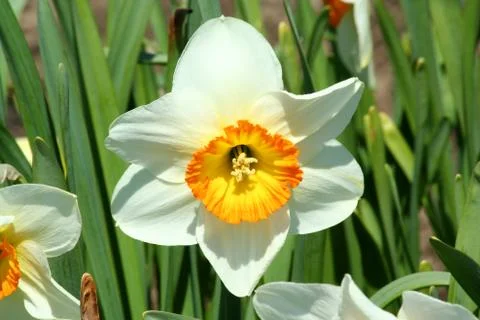 Close up of a yellow daffodil Stock-Fotos
