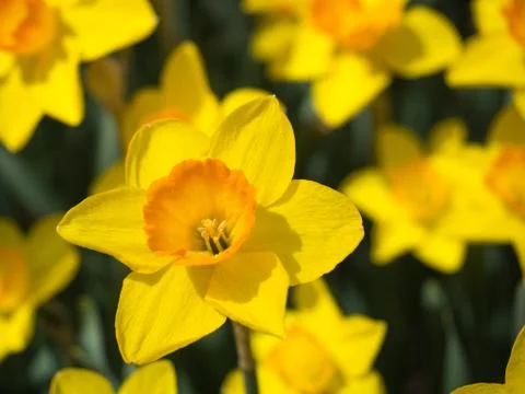 Close up of a yellow daffodil	 Stock Photos