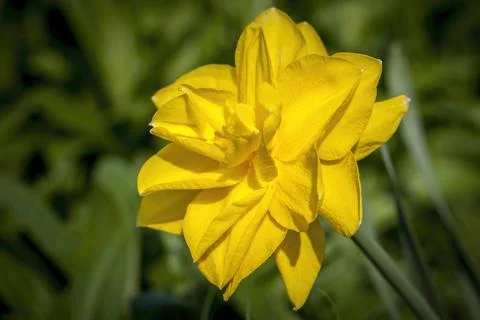 Close up of a yellow daffodil. Stock Photos
