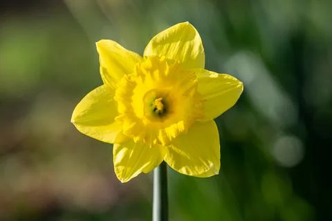 A Close Up of a Yellow Daffodil, with a Shallow Depth of Field Stock Photos