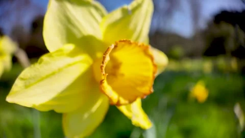Close-Up Yellow Daffodil in Spring Garden With Soft Focus Background and Sunny Stock Footage 332713769