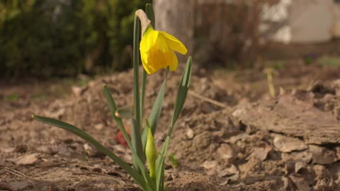 Close-up of yellow daffodil swaying in spring breeze, blurred background Stock-Footage 332012253