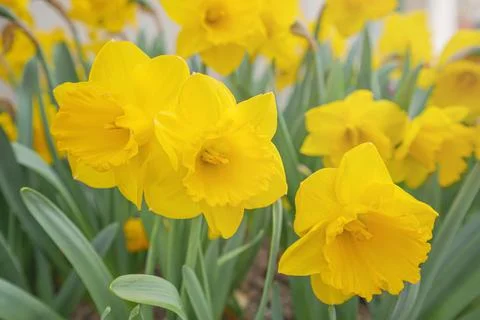 Close up of yellow daffodils. Stock Photos