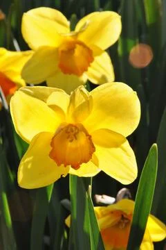 Close-up of yellow daffodils in spring. 스톡 사진
