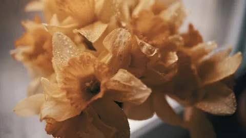 Close Up of Yellow Daffodils with Water Droplets in Soft Sunlight Stock Footage 339064666