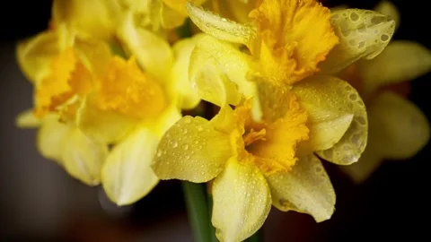 Close Up of Yellow Daffodils with Water Droplets in Spring Season Video stock 339064762