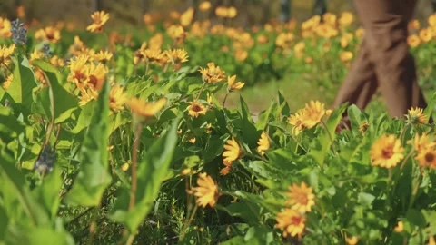Close-Up of Yellow Daisies in Bloom Stock Footage 315098453