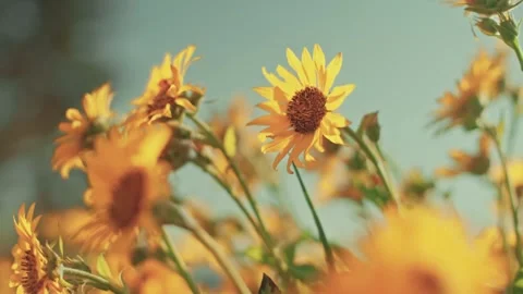 Close-Up of Yellow Daisies in Bloom Video stock 315098496