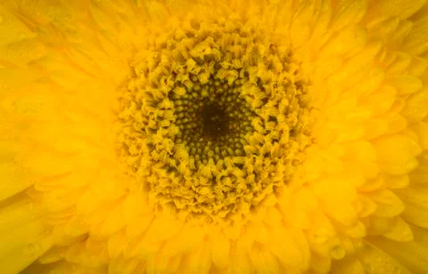 Close up of yellow daisies Foto stock