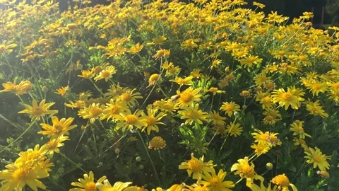 A close up of a yellow daisy flower bush Stock Footage