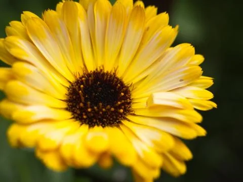 Close up of a yellow daisy Stock Photos