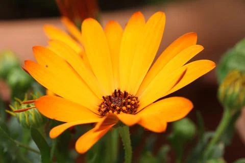 Close-up yellow daisy Stock Photos