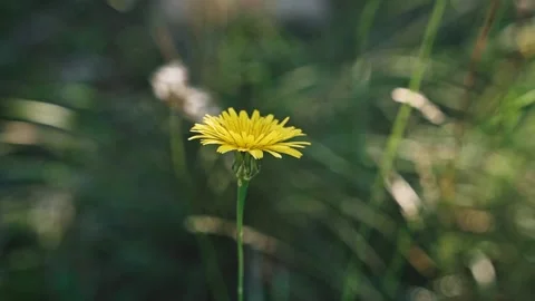 Close-up of a yellow dandelion on a background of green grass in a field. Wild Stock Footage 219561604