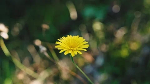 Close-up of a yellow dandelion on a background of green grass in a field. Wild Stock Footage 219586485