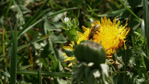 A close-up of a yellow dandelion with a bee collecting nectar. Stock Footage 307528799