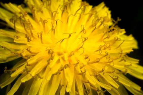Close-up of a yellow dandelion flower on dark background Stock Photos