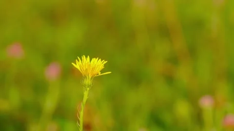Close-up of yellow dandelion flower Stock Footage 316670655