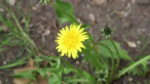 Close-up yellow dandelion in the grass Stock Footage 182462710