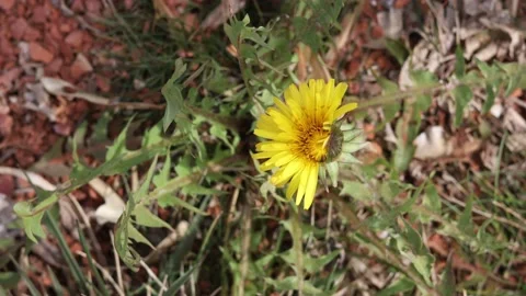 Close-up yellow dandelion on nature Video stock 174630133