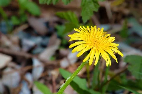 Close-up yellow dandelion Foto stock