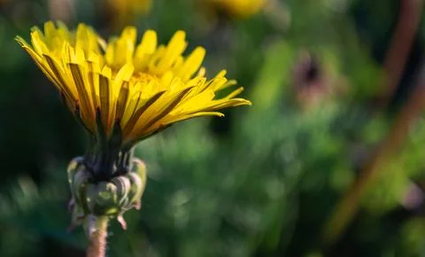 Close-up of a yellow dandelion in the sunlight Foto stock