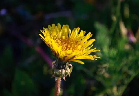 Close-up of a yellow dandelion in the sunlight Foto stock