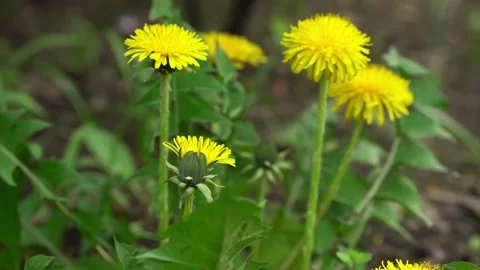 Close up of yellow dandelions in a park Stock Footage 153379091