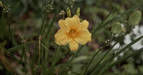 Close-up yellow day lilly sways gently in breeze Garden lily, Lilium bulbiferum Stock Footage 137928516