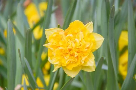 Close-up of Yellow Double Daffodil in Bloom Fotos de archivo